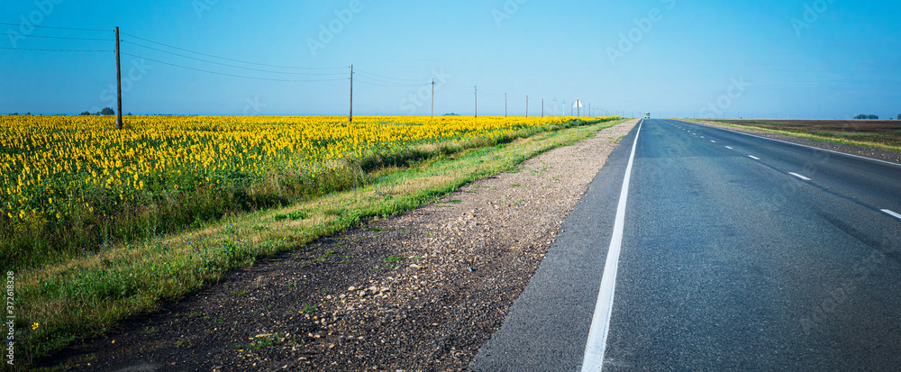  Backgrounds with a leaving road. Summer asphalt country road with markings. Sunflower fields bloom on the roadside.