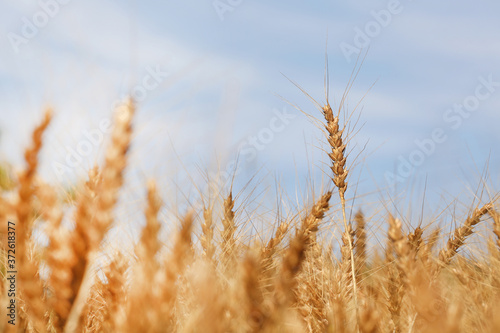 小麦 © kiyopayo