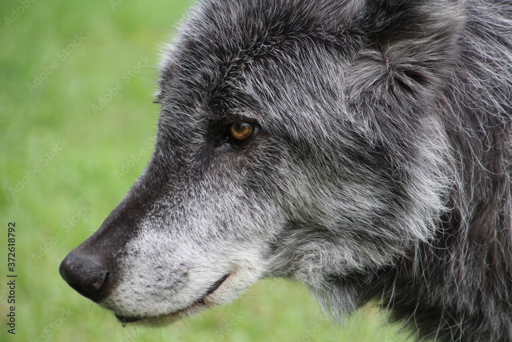 Fototapeta premium Face Of The Zeus, Yamnuska Wolfdog Sanctuary, Cochrane, Alberta