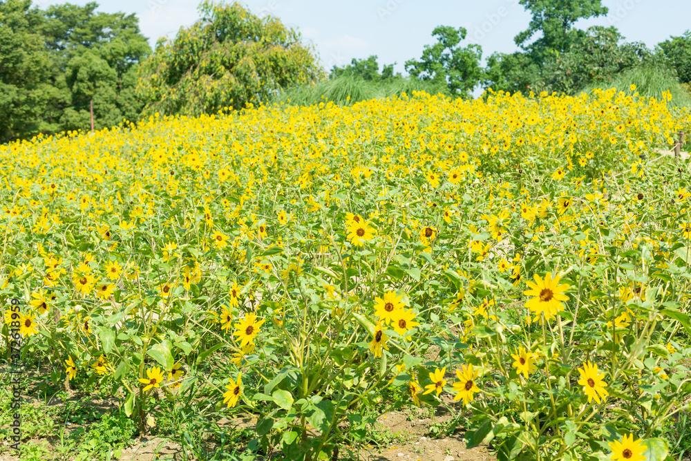 field of sunflower in natural park in tokyo, japan