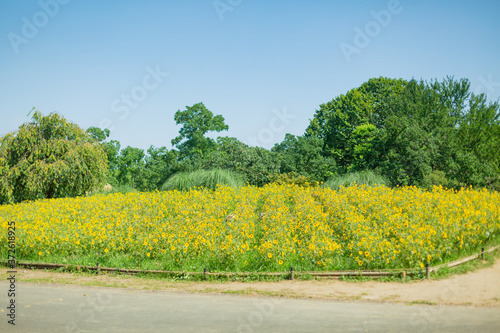 field of sunflower and blue sky in natural park in tokyo, japan
