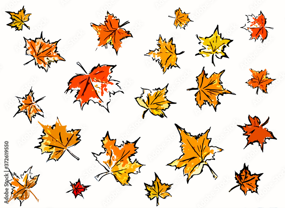 White background with maple autumn leaves
