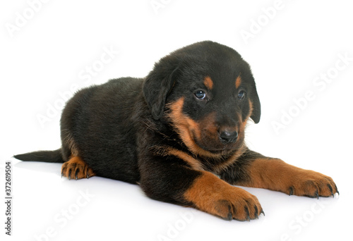 beauceron puppy in studio