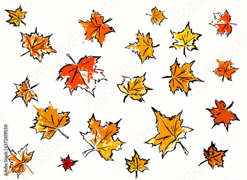 White background with maple autumn leaves © alexandrnina