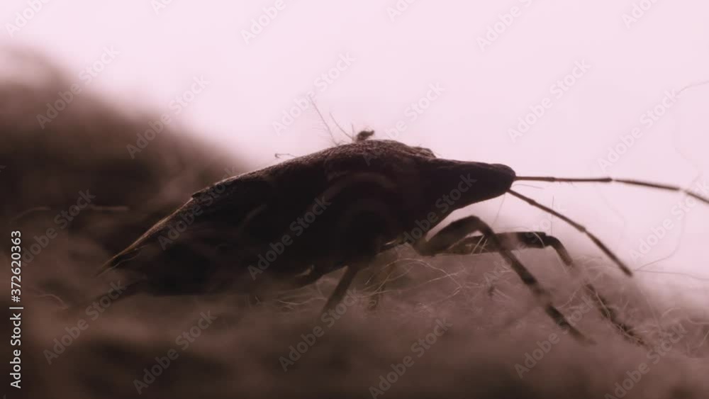 Macro CU: Silhouetted Marmorated stinkbug crawls along fabric comforter indoors