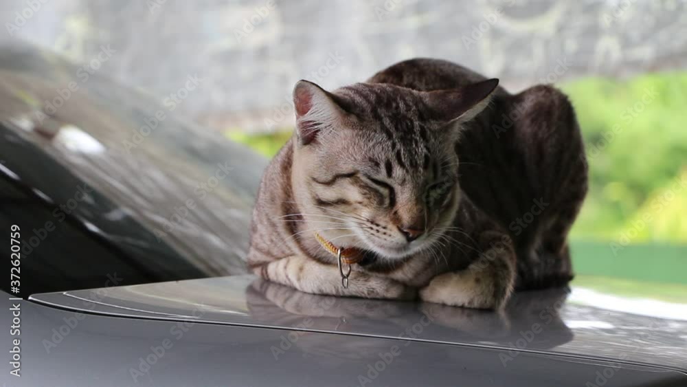 Cute cat pet animal close up Cute cat pet animal close up