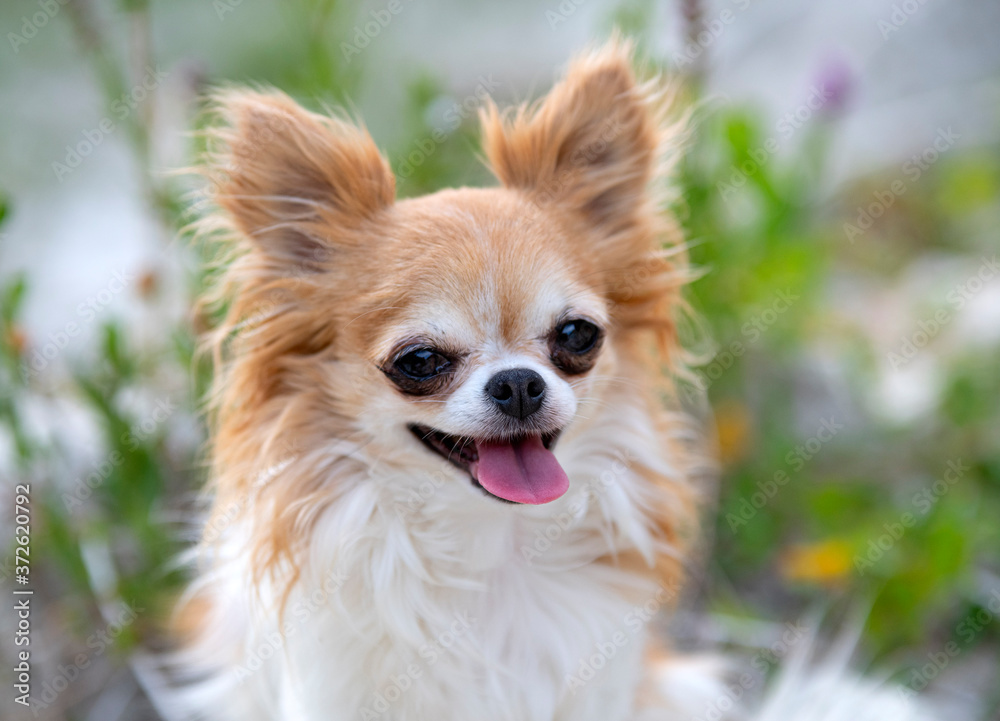 chihuahua in nature chihuahua in nature