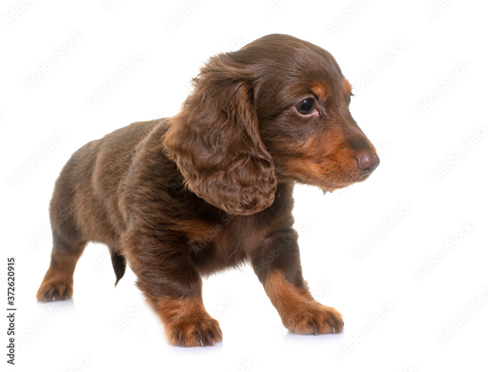 puppy dachshund  in studio