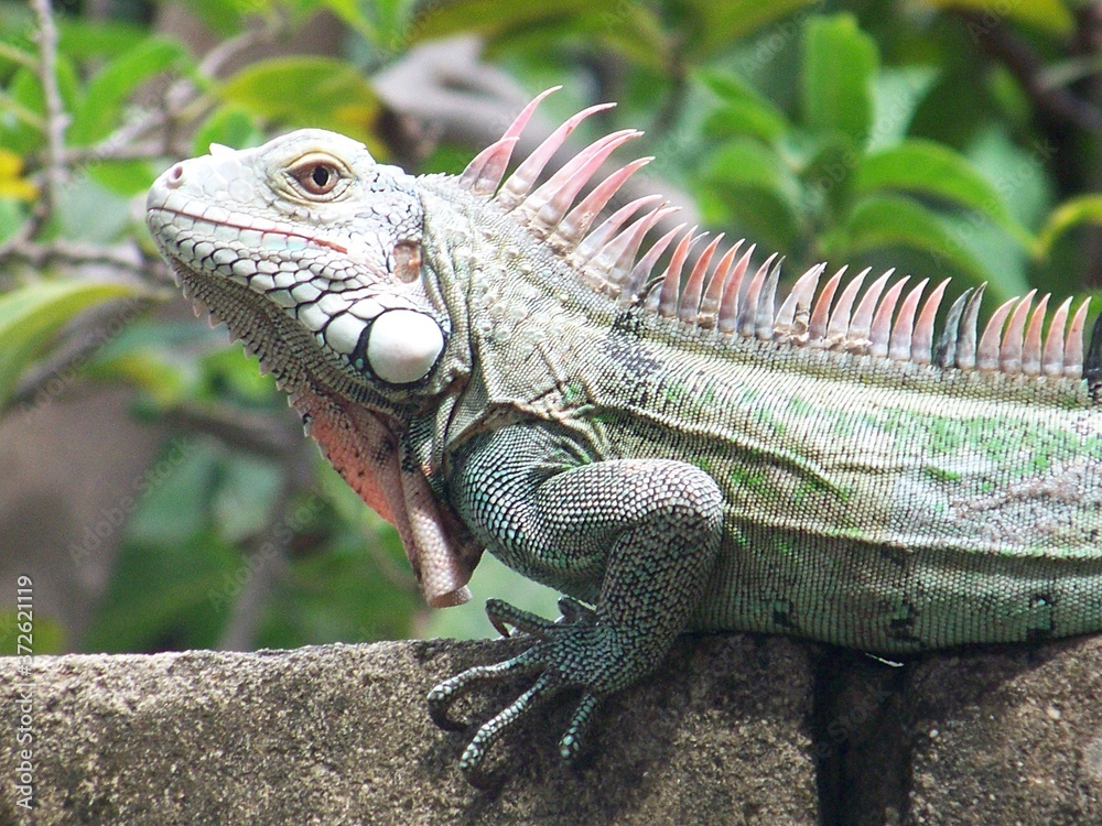 Fototapeta premium Iguana 