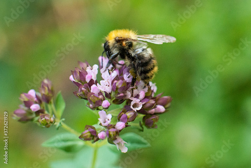 The bee collects pollen for honey from the Oregano plant. © Irina
