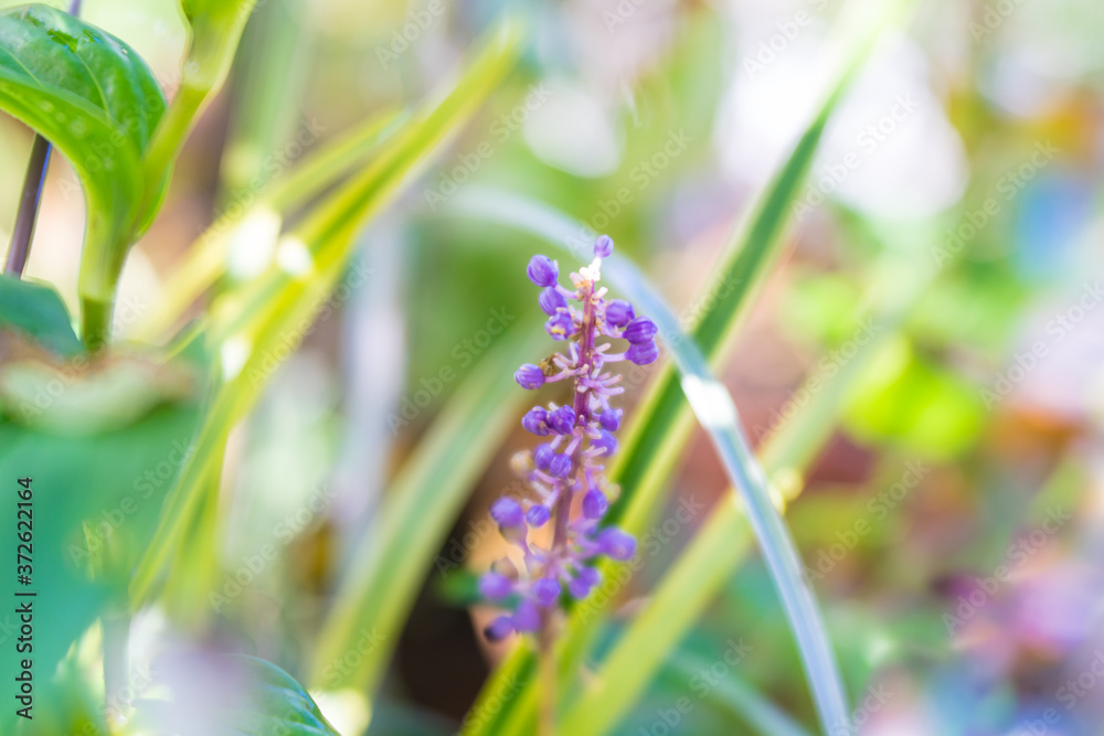 斑入りヤブランの花 リリオペ ゴールド バンデッド Gold Banded Stock Photo Adobe Stock