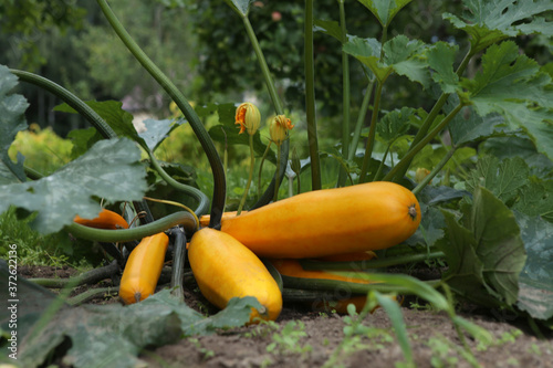 Yellow zucchini growing in garden. Homegrown courgette with flowers in vegetable garden.