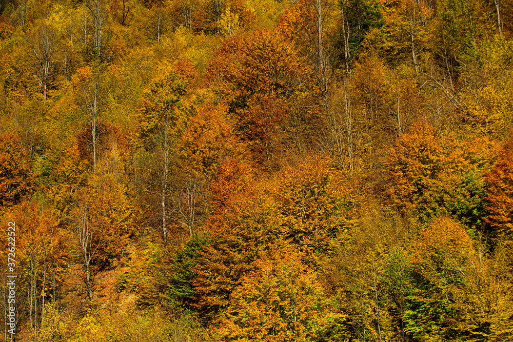 Beautiful autumn landscape with yellow trees. Colorful foliage in the park. Beautiful autumn landscape with yellow trees. Colorful foliage in the park.