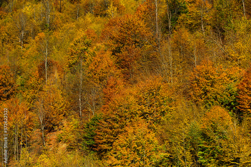 Beautiful autumn landscape with yellow trees. Colorful foliage in the park.