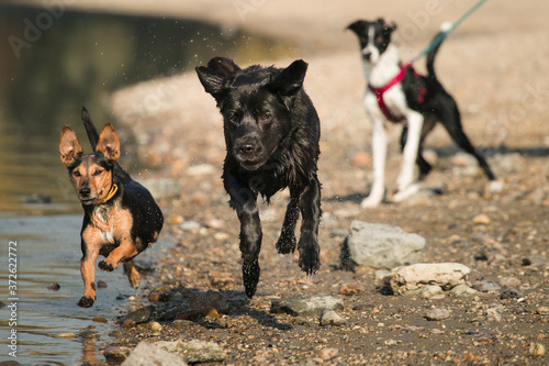 Foto isolated black labrador and mixed breed dachshund terrier type dog and a border