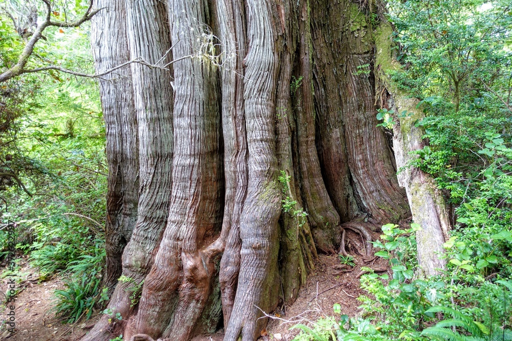  A huge old red cedar along the big tree trail on Meares Island, outside Tofino, British Columbia, Canada.