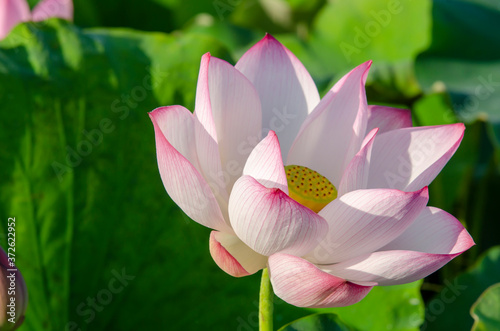 Lotus flower blooming in summer pond with green leaves as background