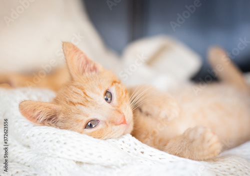 A ginger cat sleeps on soft cozy bed with knitted white blanket. soft focus. Pet at home