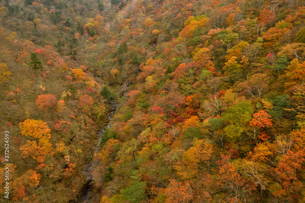 日光霧降高原のしっとりとした秋風景・紅葉の山々 日光霧降高原のしっとりとした秋風景・紅葉の山々