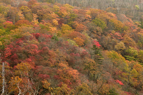 日光霧降高原のしっとりとした秋風景・紅葉の山々