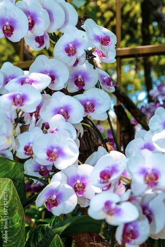 Singapore / Asia : 09/04/2020: white flowers composition in the Orchid National Garden photo