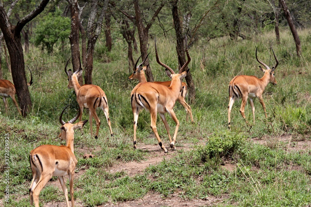 Impala / Aepyceros melampus /. Akagera National Park. Rwanda. Africa.