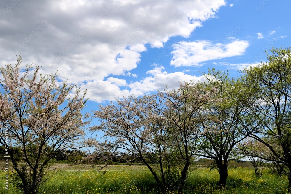 春　空　渡良瀬　菜の花　桜　風景