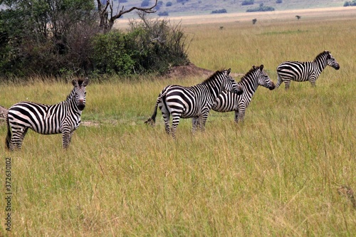 Plains Zebra  Equus quagga  . Akagera National Park. Rwanda. Africa.