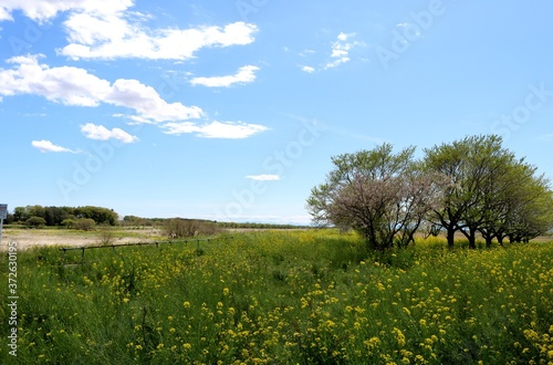 春 空 渡良瀬 菜の花 桜 風景