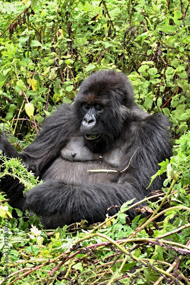 Fototapeta premium Mountain Gorilla / Gorilla beringei beringei /. Susa Group. Volcanoes National Park. Rwanda. Africa.