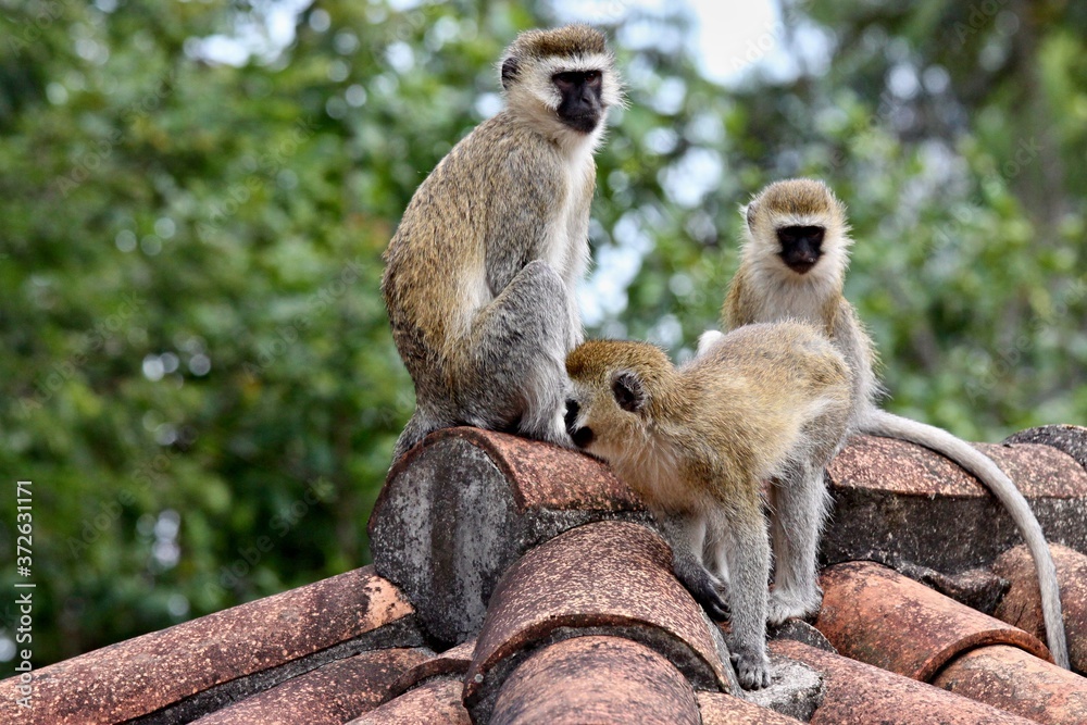 Fototapeta premium Vervet Monkey . Nyungwe Forest National Park. Rwanda. Africa.
