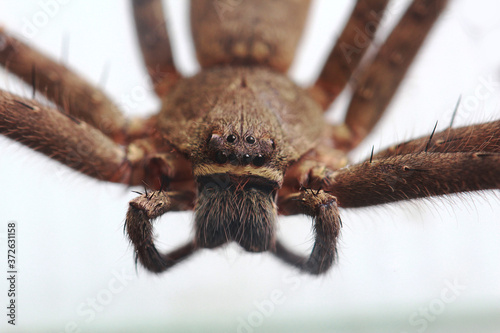 Close up front view of Heteropoda venatoria huntsman spider in white background photo