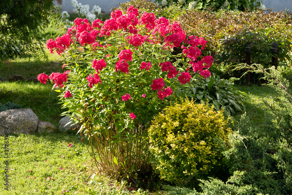 Phlox paniculata, fall phlox, garden phlox perennial phlox Phlox paniculata, fall phlox, garden phlox perennial phlox