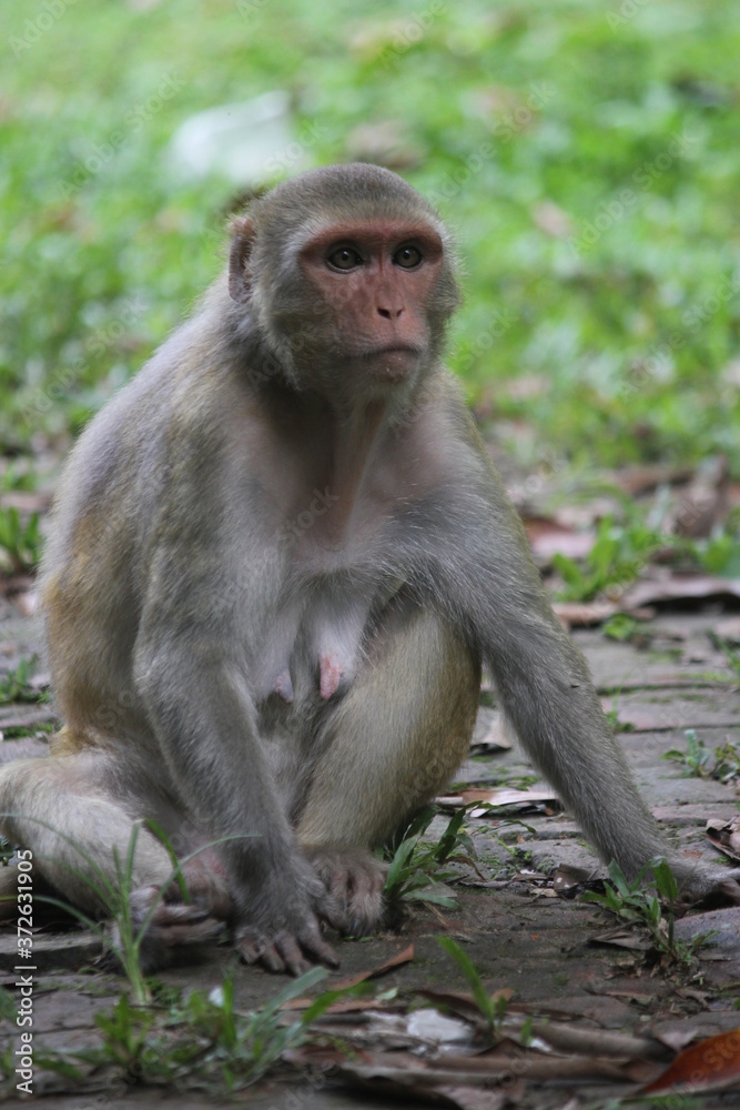 Adult monkeys in the forest