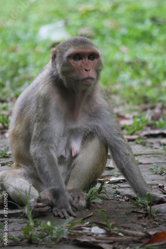 Adult monkeys in the forest © RifatTanvir