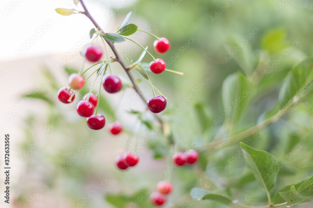 Fototapeta premium fresh cherries hanging on the tree