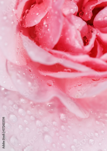 Beautiful pink rose with water drops. Can be used as background. Soft focus. Romantic style