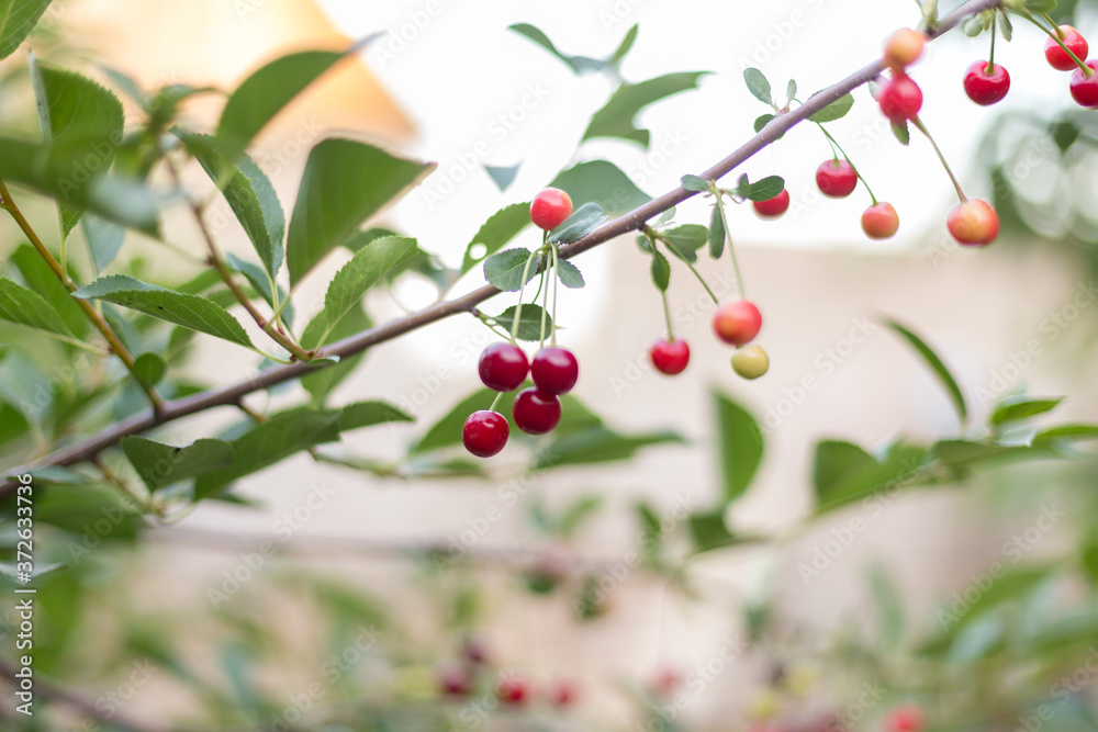 fresh cherries hanging on the tree fresh cherries hanging on the tree
