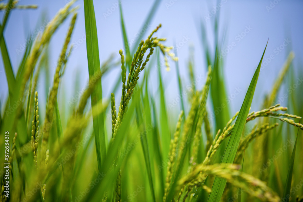 Obraz premium 稲穂