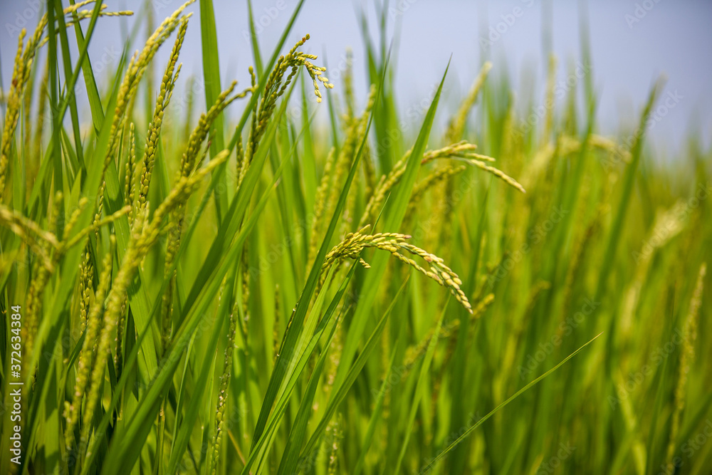 Obraz premium 日本の田