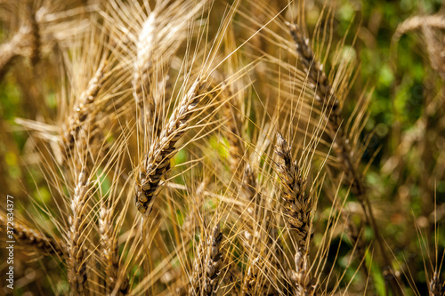 particolare di alcune spighe di grano