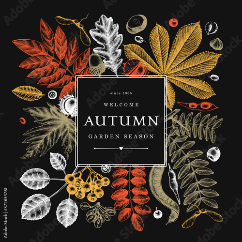 Hand sketched autumn leaves design in color on chalkboard. Elegant botanical template with autumn leaves, berries, seeds sketches. Perfect for invitation, cards, flyers, menu, label, packaging.