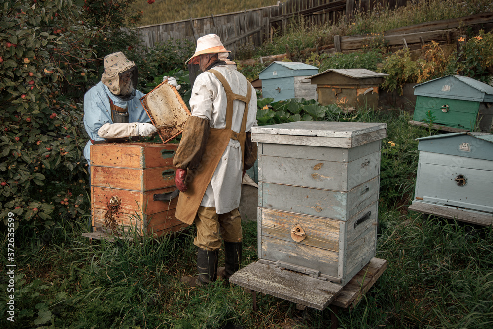 Two beekeepers checking honeycomb of beehive with bees swarming around them Two beekeepers checking honeycomb of beehive with bees swarming around them