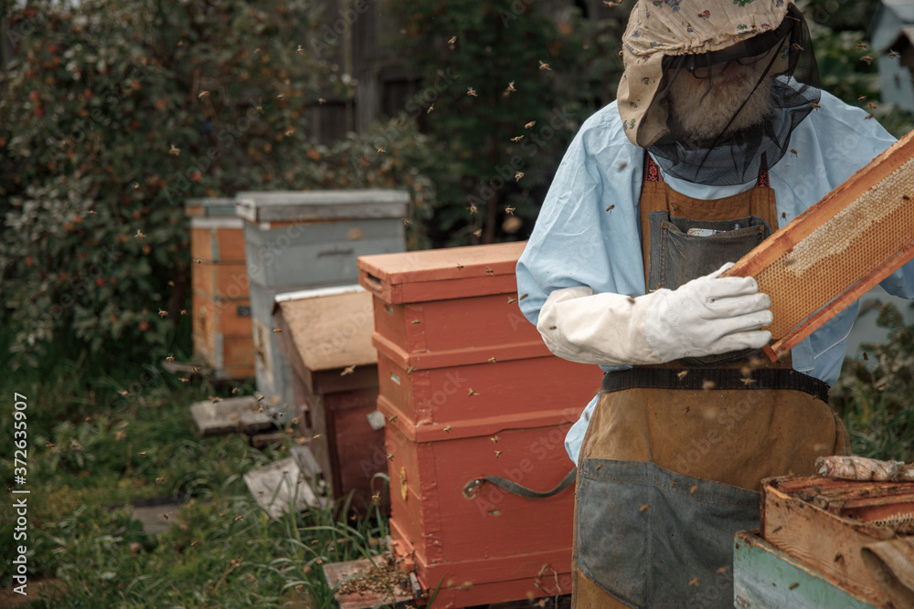 Beekeeper on apiary. Beekeeper is working with bees and beehives on the apiary