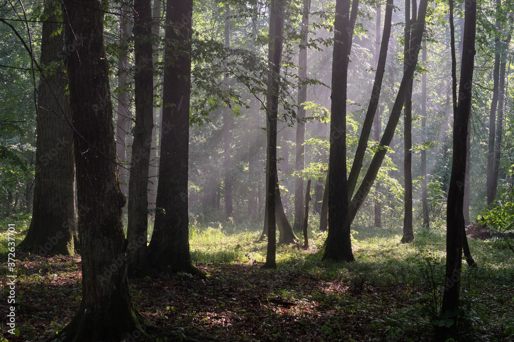 Misty sunrise morning in deciduous forest Misty sunrise morning in deciduous forest