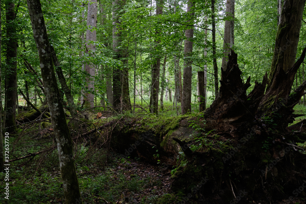 Obraz premium Old broken oak tree partly declined