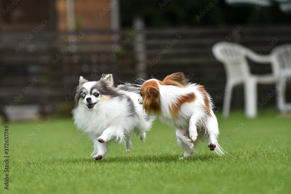 ドッグランで遊ぶチワワとパピヨン ドッグランで遊ぶチワワとパピヨン