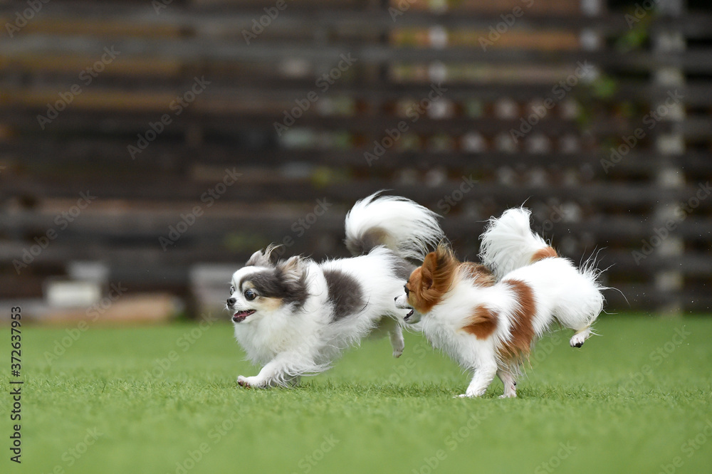 ドッグランで遊ぶチワワとパピヨン ドッグランで遊ぶチワワとパピヨン