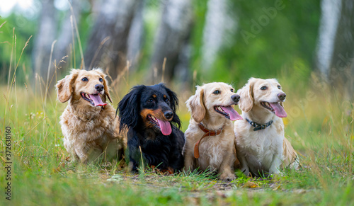 Cheerful and cute group of small breed on nature background. Animals and dogs.