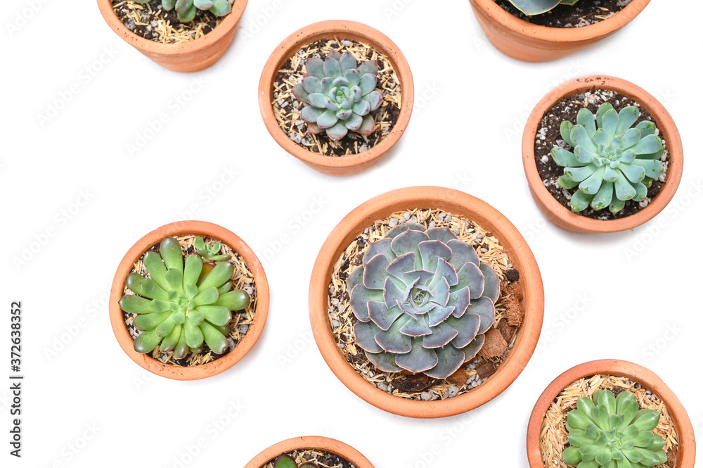Many succulents in clay pot on white background - isolated Many succulents in clay pot on white background - isolated